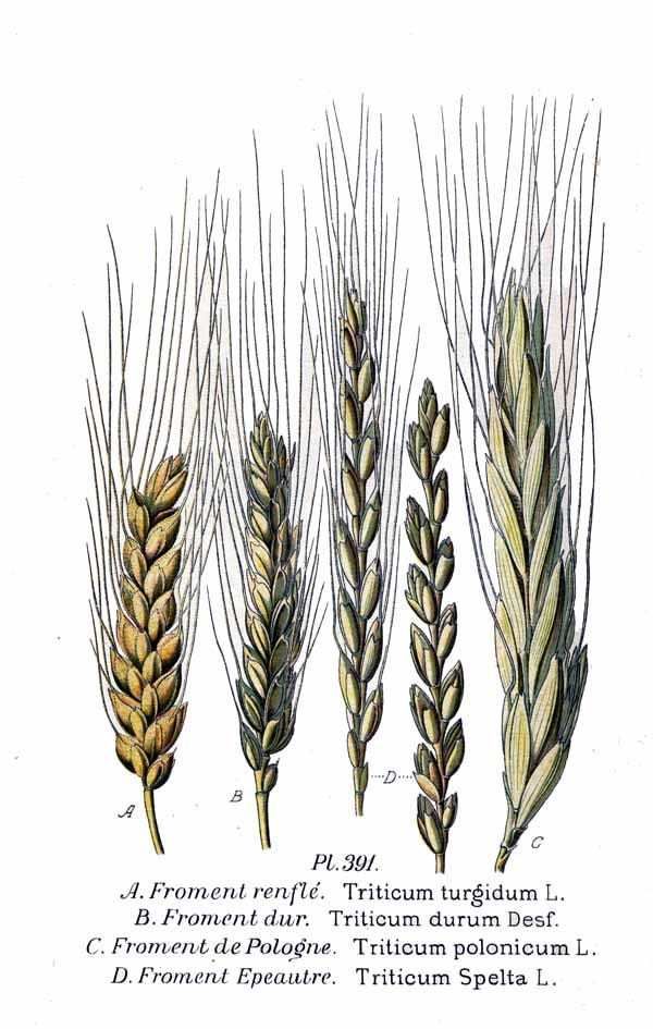 Wheat varieties for pasta