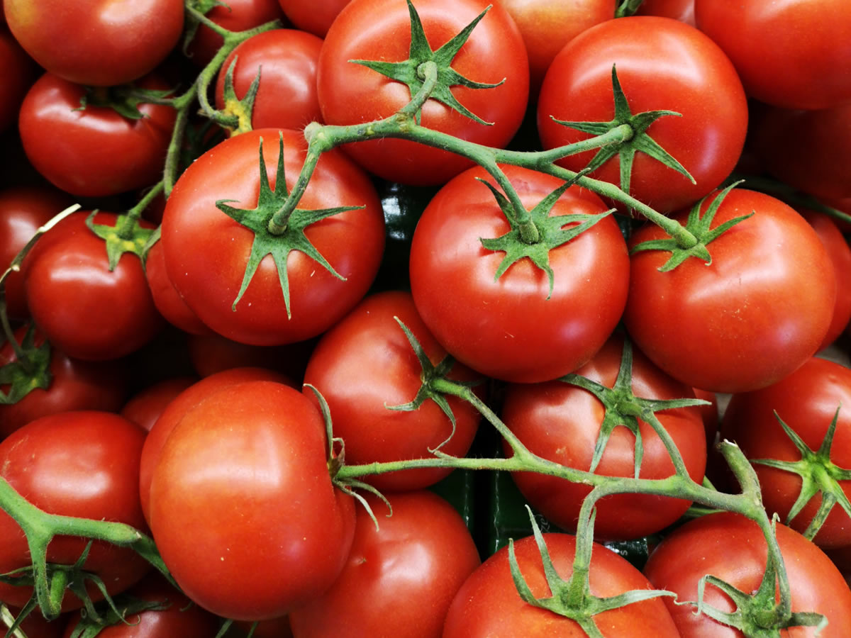 Bereid de tomaten