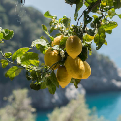 Limoncello oorsprong