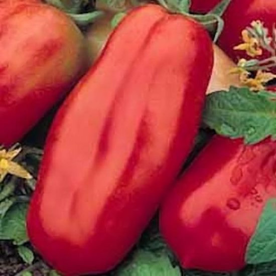 A tomato of the San Marzano variety