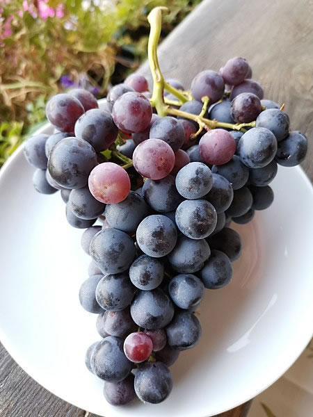 Trentino wijn Schiava druif
